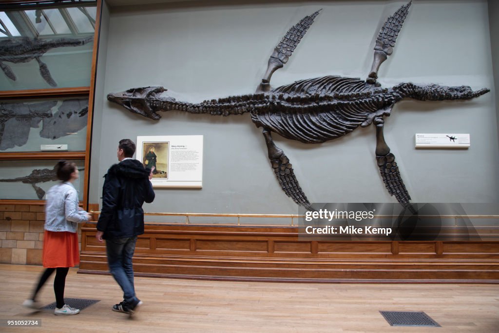 Natural History Museum In London
