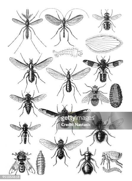 Threadwing Lion Insect 289 Antlion Stock Photos, High-Res Pictures, and Images - Getty Images