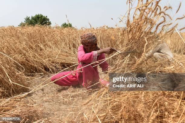 Pakistani farmer harvests wheat in a field on the outskirts of Lahore on April 25, 2018.