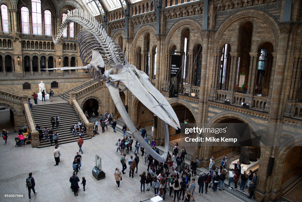 Natural History Museum In London