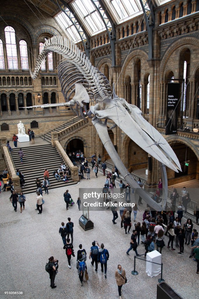 Natural History Museum In London