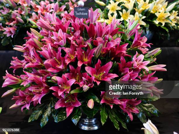 Lillies are arranged as final preparations are made during staging day for the Harrogate Spring Flower Show on April 25, 2018 in Harrogate, England....