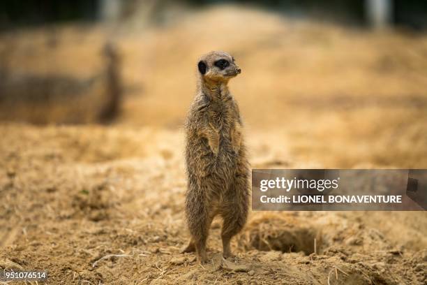 Meerkat is pictured in its enclosure at the Thoiry Zoo and Park, in Thoiry, west of Paris, on April 23, 2018.
