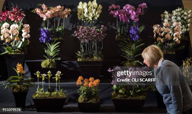 Exhibitor arranges their floral display of orchids on the eve of the Harrogate Spring Flower Show at the Great Yorkshire Showground in Harrogate,...