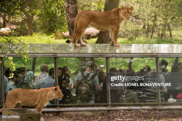 Visitors look at two lions from the observation tunnel of an enclosure at the Thoiry Zoo and Park, in Thoiry, west of Paris, on April 23, 2018.