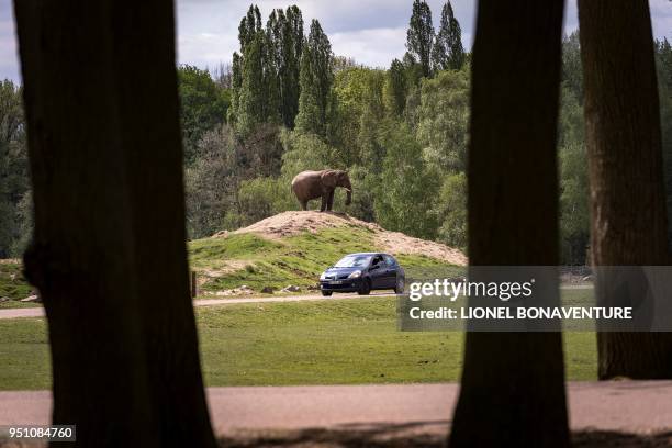 An elephant stands on a hill as a car drives past at the safari park of the Thoiry Zoo and Park, in Thoiry, west of Paris, on April 23, 2018.