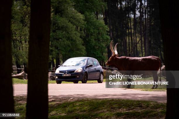 Watusi cattle stands on the side of a road as a car drives past at the safari park of the Thoiry Zoo, in Thoiry, west of Paris, on April 23, 2018.