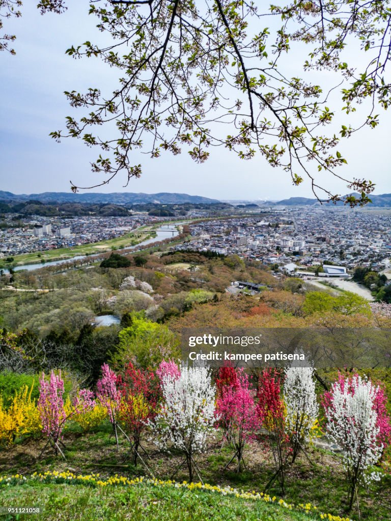 Views of cherry blossoms at Shiroishi Riverside(Hitome Senbonzakura or thousand cherry trees at sight) and Zao Mountain Range seen from Funaoka Castle Ruin Park,Shibata,Miyagi,Tohoku,Japan.