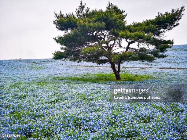 nemophila, flower field at ibaraki prefecture, japan. - ibaraki prefecture photos et images de collection
