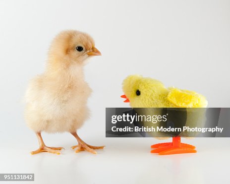 Baby chick and toy chick Baby chick and toy chick
