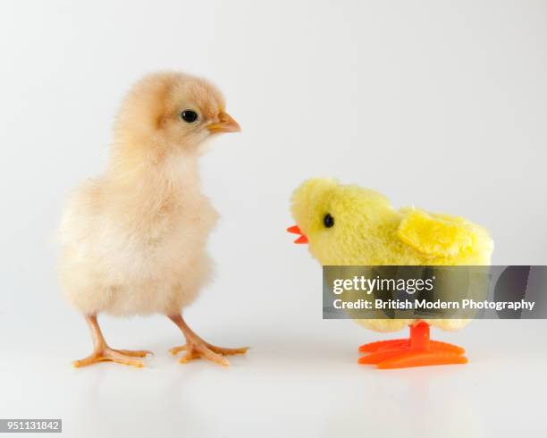 baby chick and toy chick - künstlich stock-fotos und bilder