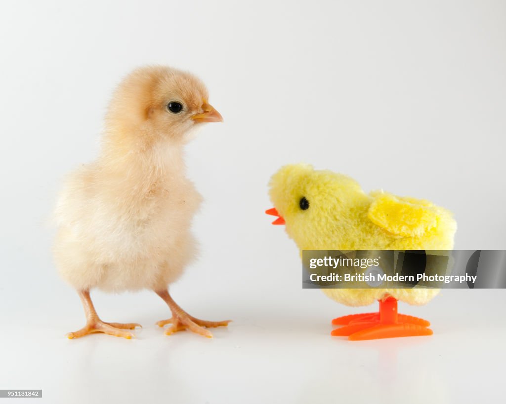 Baby chick and toy chick