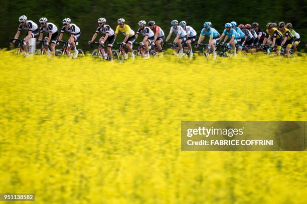 The pack with Australian rider Michael Matthews of Team Sunweb wearing the overall leader's yellow jersey ride past a field of rapeseed during the...