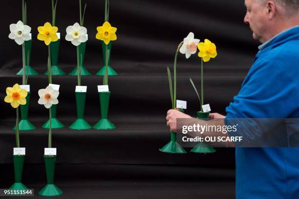 Man displays daffodils on the eve of the opening day of the Harrogate Spring Flower Show at the Great Yorkshire Showground in Harrogate, northern...