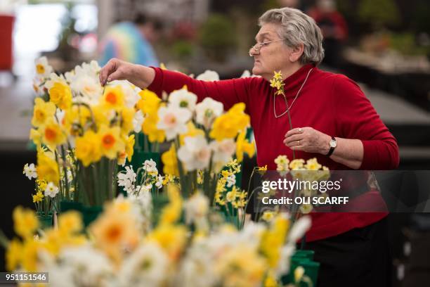 Woman selects and arranges daffodils on the eve of the opening day of the Harrogate Spring Flower Show at the Great Yorkshire Showground in...