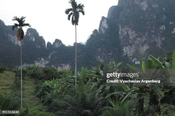 mountain range in central surat thani province, tropical forest and palms, thailand - surat thani province stock-fotos und bilder
