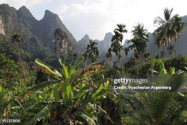 lush green foliage over tropical forest and karst hills in surat thani province, thailand - surat thani province stock-fotos und bilder