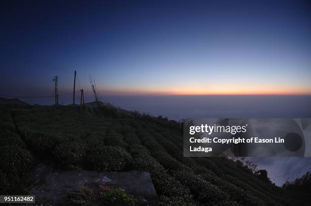 twilight tea garden - chiayi stock pictures, royalty-free photos & images