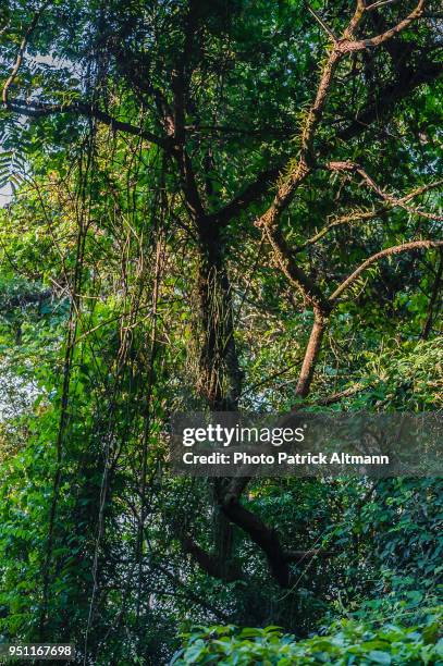 detail of the dense tropical forest in the national park of "floresta da tijuca" at sundown, rio de janeiro - floresta tropical stock pictures, royalty-free photos & images