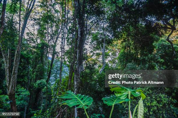 detail of the dense tropical forest in the national park of "floresta da tijuca" at sundown, rio de janeiro - floresta tropical stock pictures, royalty-free photos & images