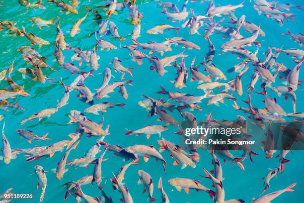 red tailed tinfoil barb in clear green water at ratchaprapha dam - cyprinidé photos et images de collection