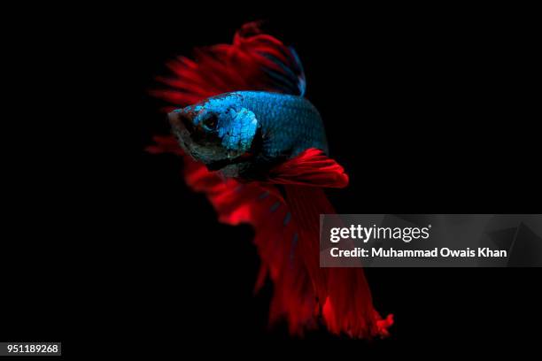 Muhammad Fish 1,849 Muhammad Fish Stock Photos, High-Res Pictures, and Images - Getty ...