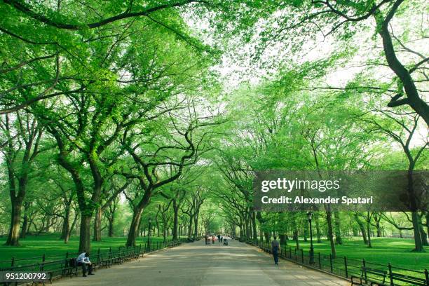 central park mall with green trees, new york city, usa - central park new york fotografías e imágenes de stock