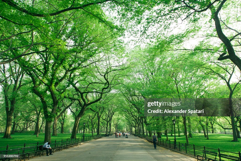 Central Park Mall with green trees, New York City, USA