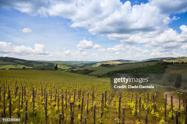 vineyards of tuscany - merlot grape stock pictures, royalty-free photos & images