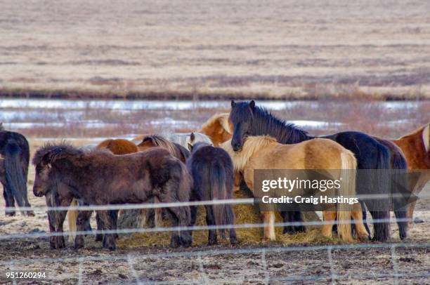 shire ponys of iceland small miniature - shire stallion stock pictures, royalty-free photos & images