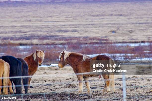 shire ponys of iceland small miniature - shire stallion stock pictures, royalty-free photos & images