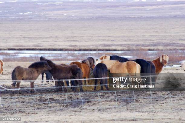 shire ponys of iceland small miniature - shire stallion stock pictures, royalty-free photos & images