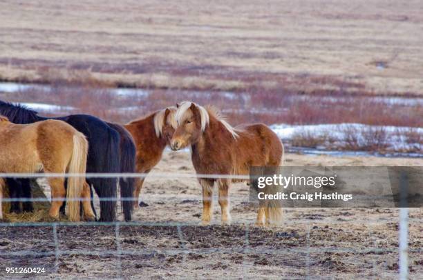 shire ponys of iceland small miniature - shire stallion stock pictures, royalty-free photos & images