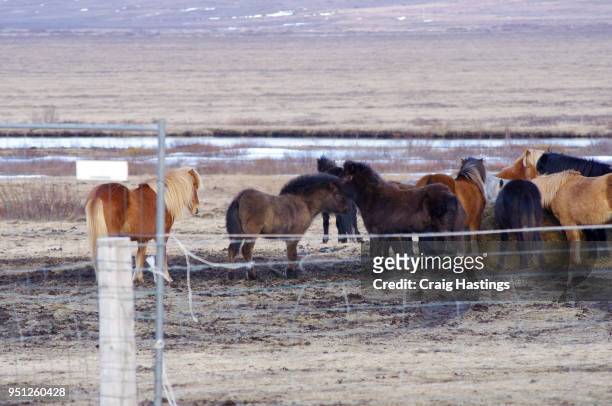 shire ponys of iceland small miniature - shire stallion stock pictures, royalty-free photos & images
