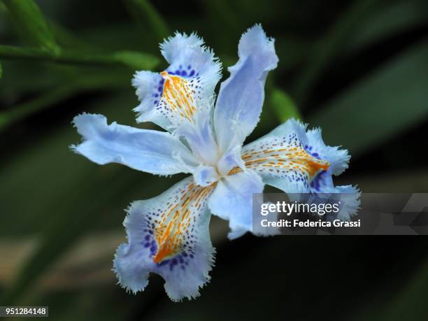 iris japonica eco easter variety - lily of the valley stockfoto's en -beelden