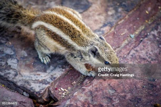 indian squirrel finding food - fuchspfote stock-fotos und bilder