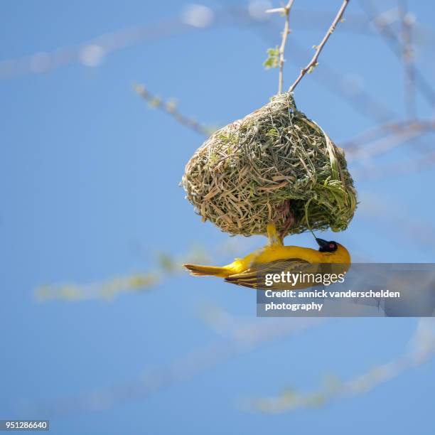 southern masked weaver and nest. - tisserin à tête rousse photos et images de collection