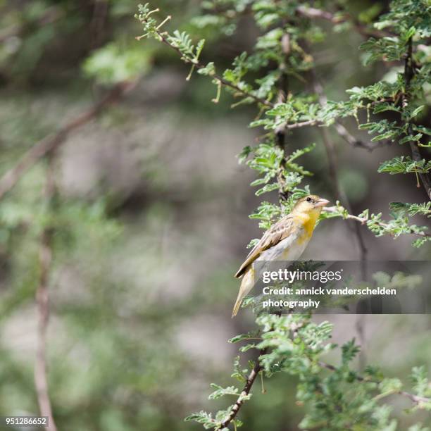 southern masked weaver. - tisserin à tête rousse photos et images de collection