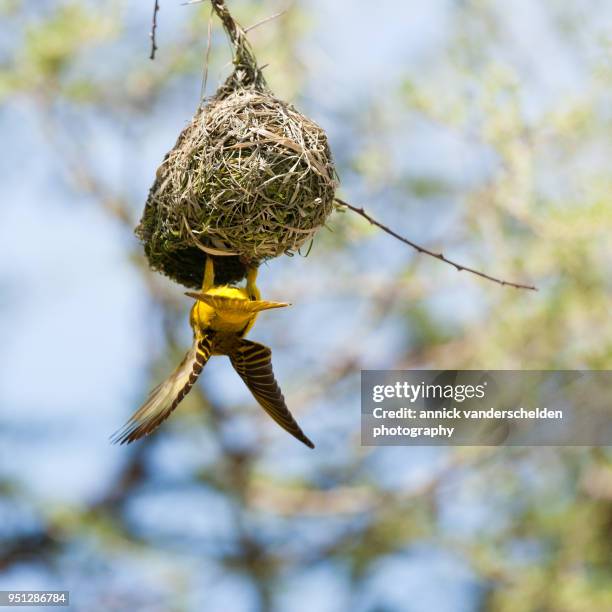 southern masked weaver and nest. - tisserin à tête rousse photos et images de collection