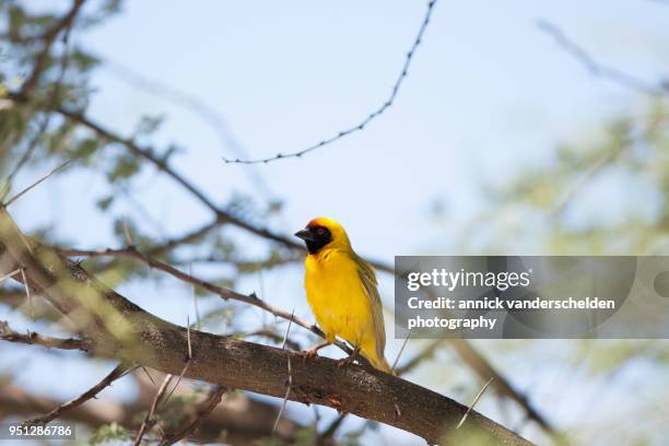 southern masked weaver. - tisserin à tête rousse photos et images de collection