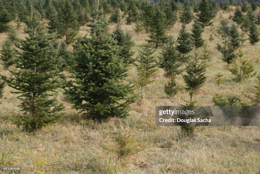 Evergreen Christmas Tree Farm