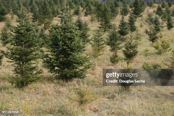 evergreen christmas tree farm - balsam fir tree stock pictures, royalty-free photos & images