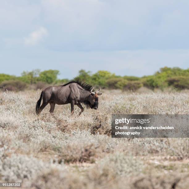 gnu. - blue wildebeest horns stock pictures, royalty-free photos & images