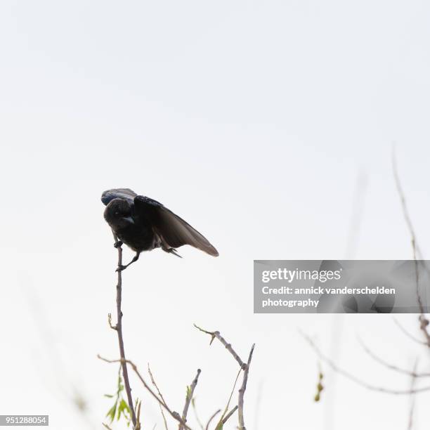 Dront Bird 376 Black Drongo Bird Stock Photos, High-Res Pictures, and Images ...