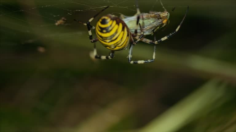 Spider And Fly Videos and HD Footage - Getty Images