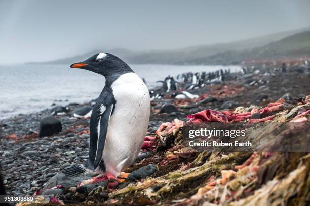 papua penguin close up in greenwich island at the south shetland islands - south shetland islands 個照片及圖片檔