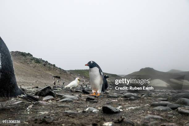 papua penguin in greenwich island - south shetland islands stockfoto's en -beelden