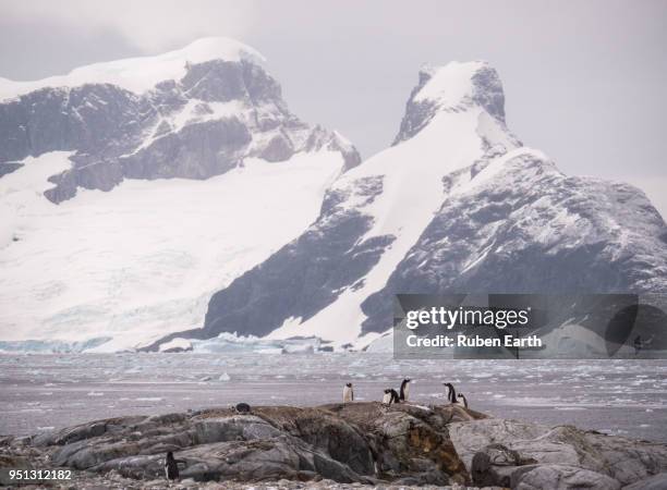 landscape and papua penguins in petermann island in antarctica - petermann island stock pictures, royalty-free photos & images