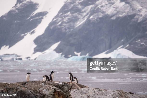 gentoo penguins in petermann island - petermann island stock pictures, royalty-free photos & images