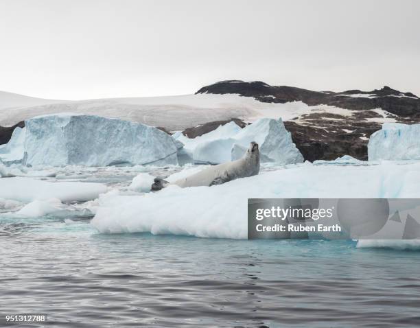 crabeater seal over an iceberg in cierva cove - cierva stock pictures, royalty-free photos & images